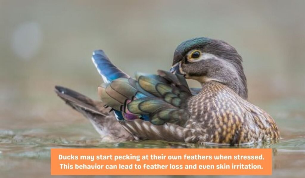 Physiological Signs of Stress in Ducks