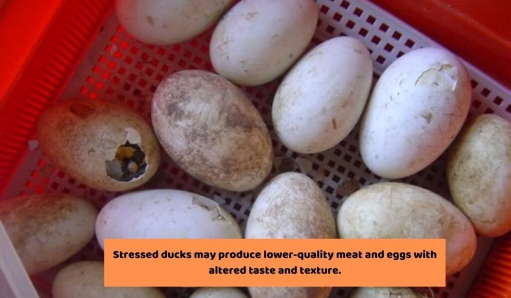 What Will Be The Consequences If A Ducks Is Stressed?