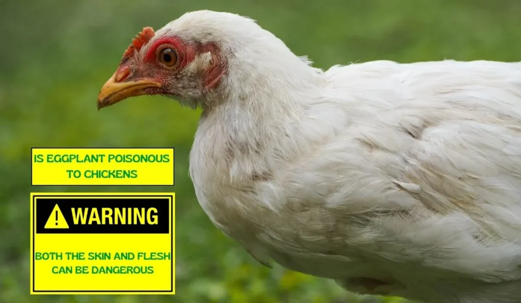Is Eggplant Poisonous to Chickens