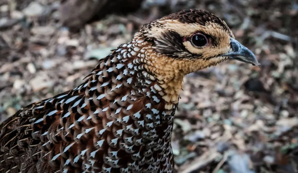 profile of Celadon Quail