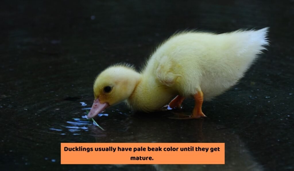 Why Is My Duckling Beak Pale?