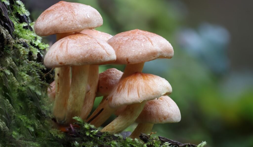 8 Nutritional Value of Mushroom