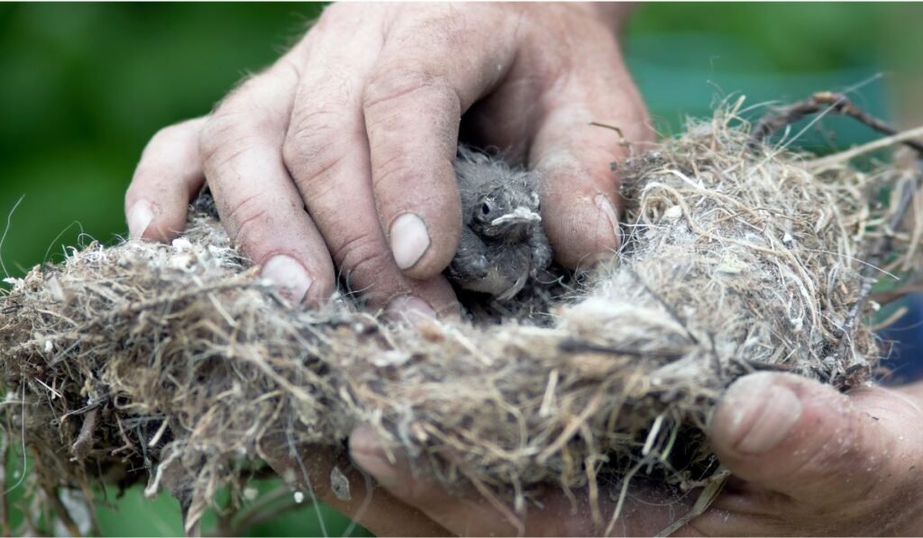 Can Humans Move a Bird Nest?