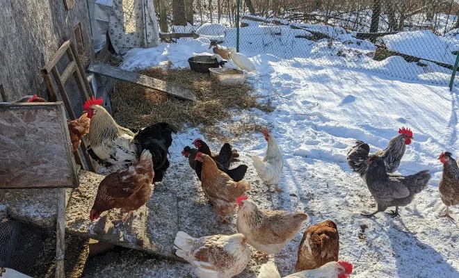 11 Must-Do’s for Happy Chickens in Winter Time!