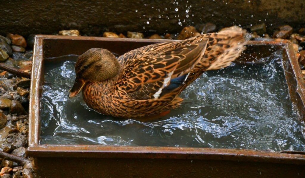 Physical Therapy for Broken Ducks Legs