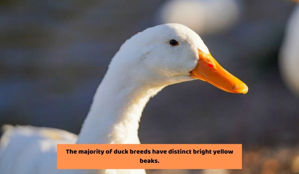 What Color Should A Duck's Beak Be?