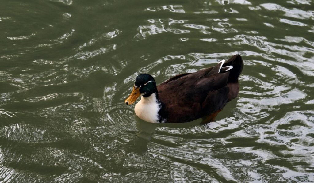 Physical Appearance of Duclair Duck Breed