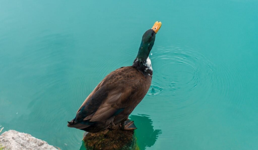 Personality Traits of the Duclair Duck: Are Duclair Ducks Friendly?