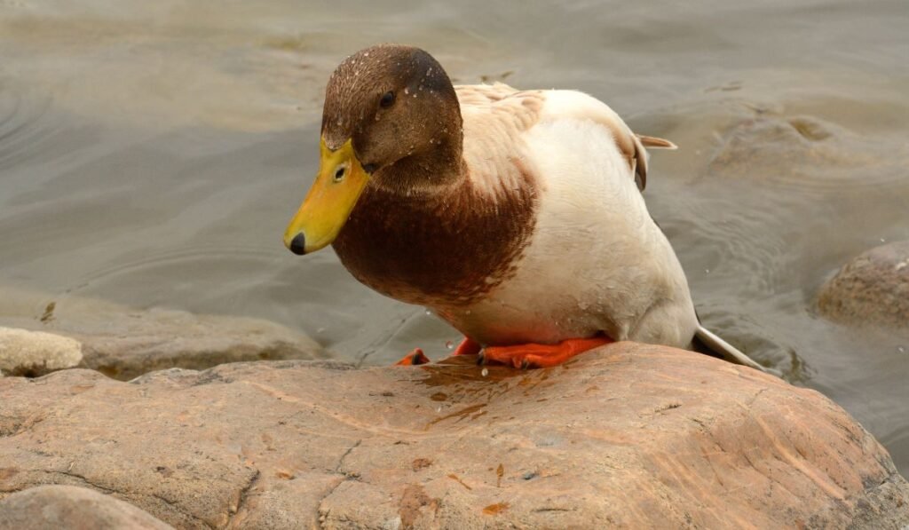 Abacot Ranger Duck Breed - A Short Profile