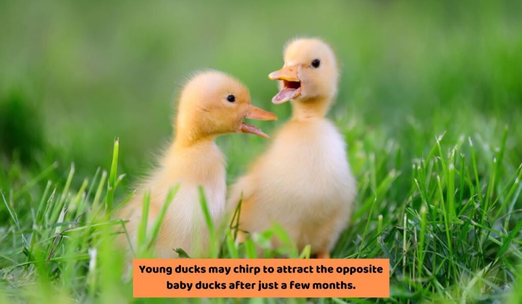 It Can Be An Attraction