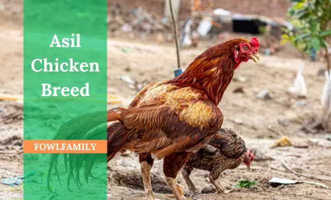 Asil Chicken Breed: The Jewel of South Asian Poultry Farming!