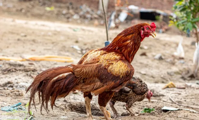 Asil Chicken Breed: The Jewel of South Asian Poultry Farming!