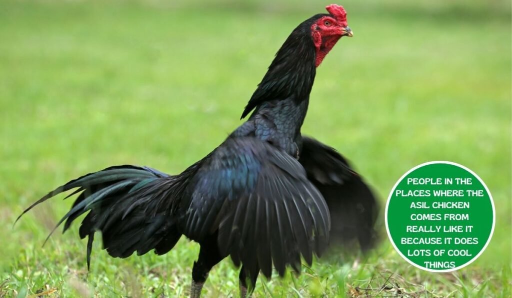 Asil Chicken Characteristics