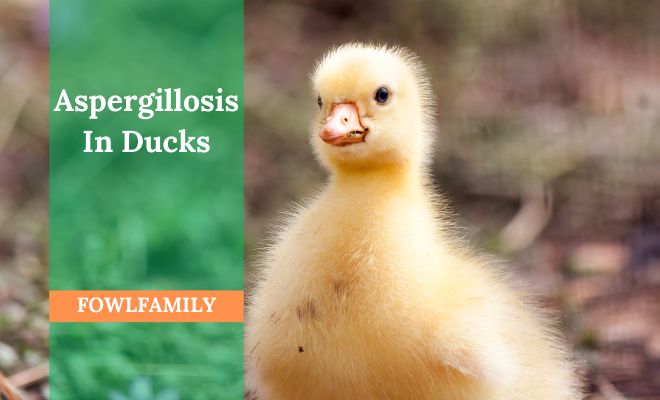 What Causes Aspergillosis In Ducks? (Symptoms And Treatment Included)
