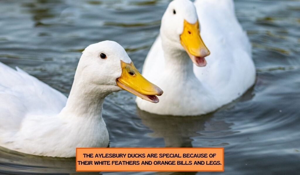 The Aylesbury Duck