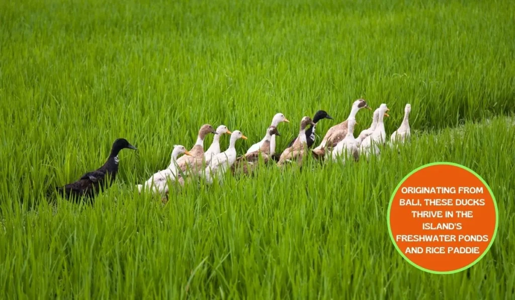 Bali Duck Breed - A Short Profile