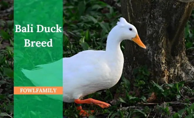 Bali Duck Breed: A Perfect Addition to Your Farm
