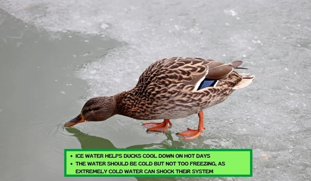 Benefits And Precautions of Ducks Drinking Ice Water