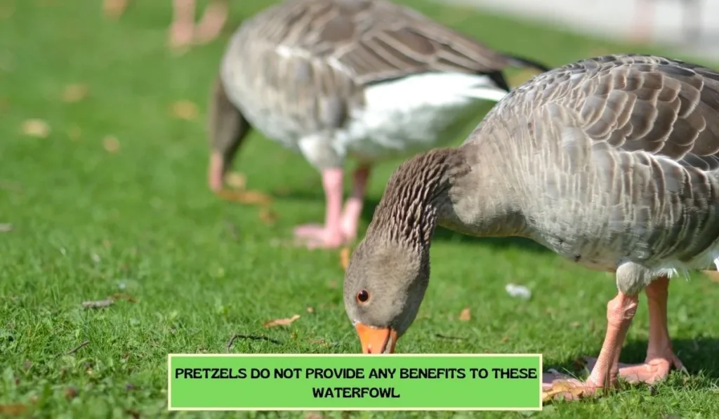 Benefits Of Having Pretzels In Ducks’ Diet