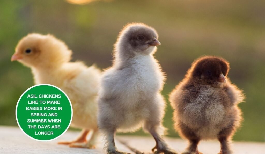 Breeding session of Asil Chicken Breed