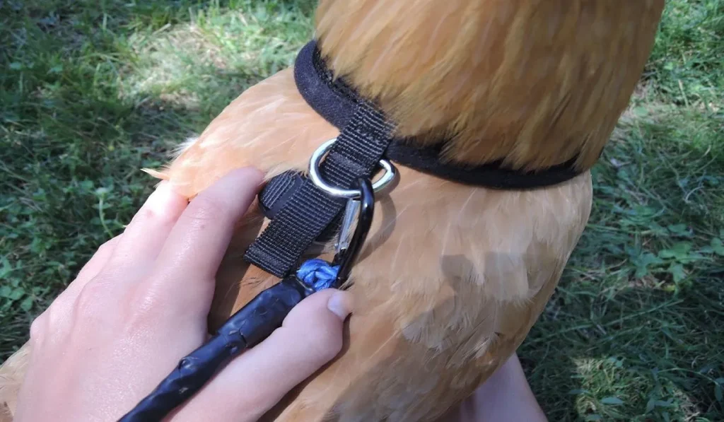 Buckle them securely