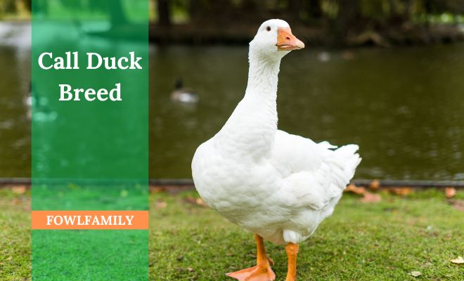 Call Duck Breed: The Secret Behind the Quietest Quack!