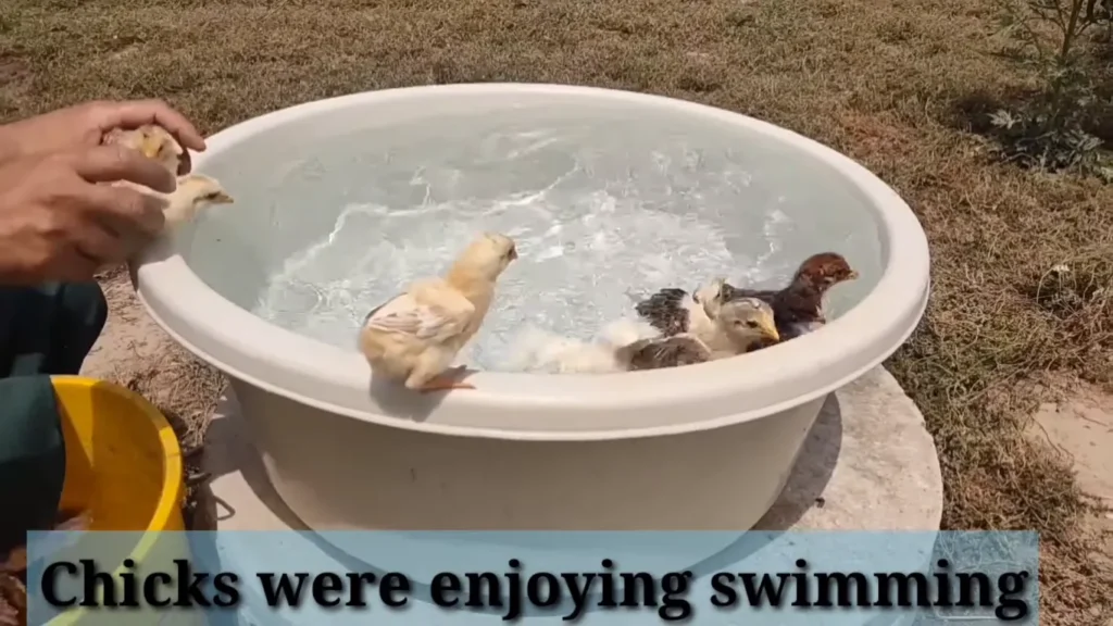 Can Baby Chickens Swim