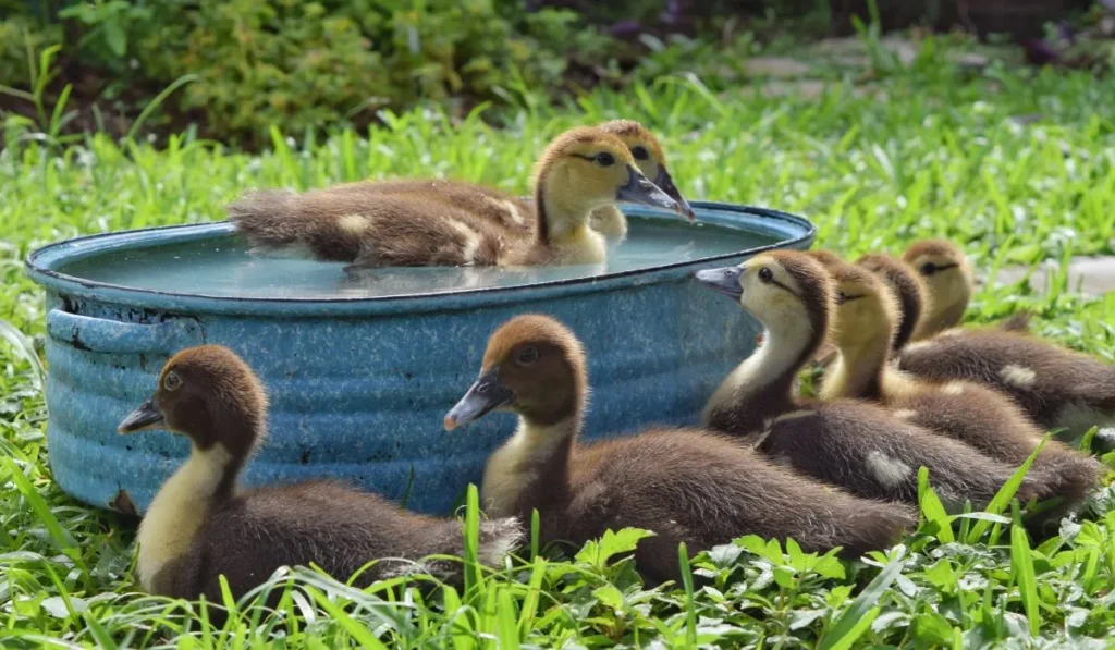 Can Baby Ducks Swim in a Chlorine Pool