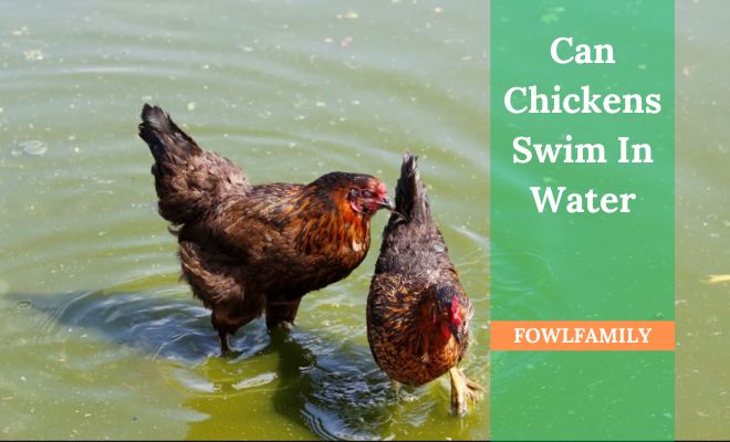 Can Chickens Swim In Water? Yes, But Not A Natural Swimmer!