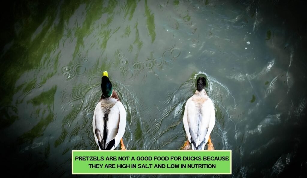 Can Ducks Eat Pretzels