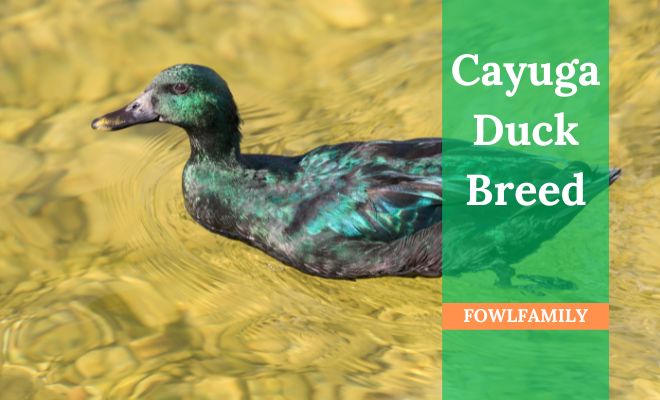 About Cayuga Duck Breed (Top 3 Secrets of Raising)