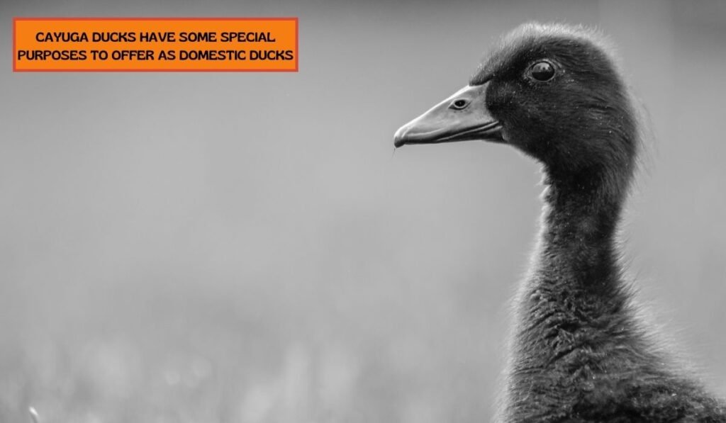 Cayuga Duck Breed
