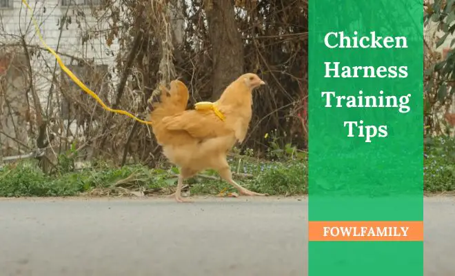 Chicken Harness Training Tips: How to Use It For Pet Chickens?