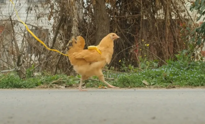 Chicken Harness Training Tips: How to Use It For Pet Chickens?