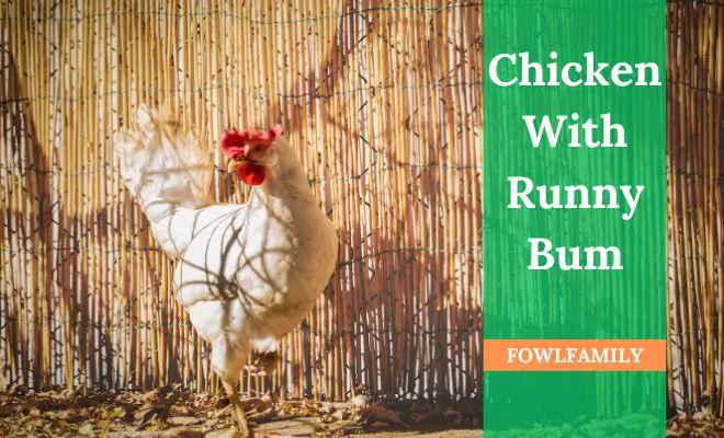 Chicken With Runny Bum: What Are The Causes, Symptoms and Treatment?