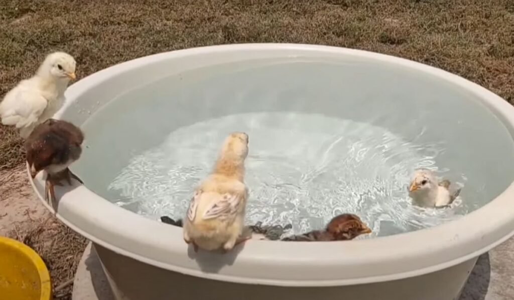 Chickens Swim In A Swimming Pool