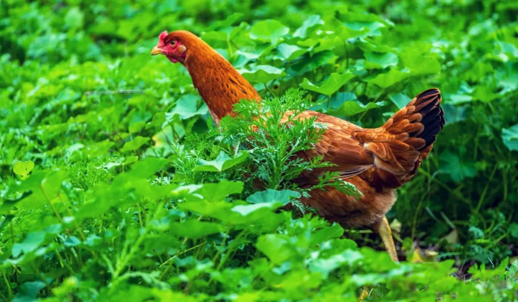 Chickens Swim in Water