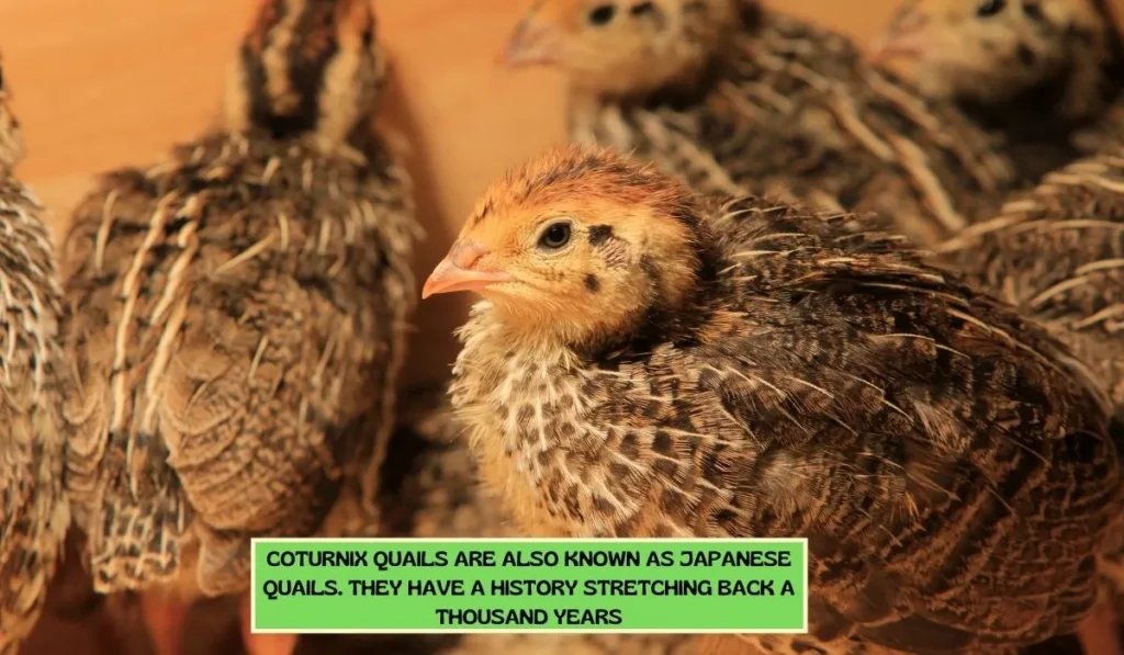 Coturnix Quail Breed - A Short Profile