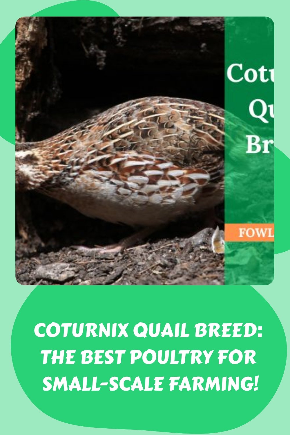 7 Steps To Raise Coturnix Quail Breed - FowlFamily