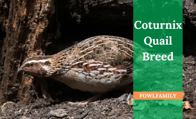 Coturnix Quail Breed: The Best Poultry for Small-Scale Farming!