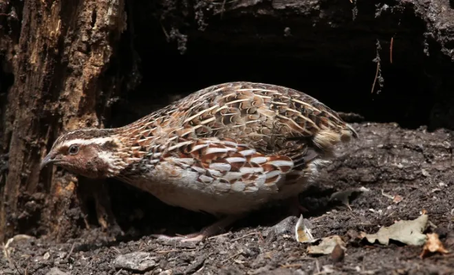 Coturnix Quail Breed: The Best Poultry for Small-Scale Farming!