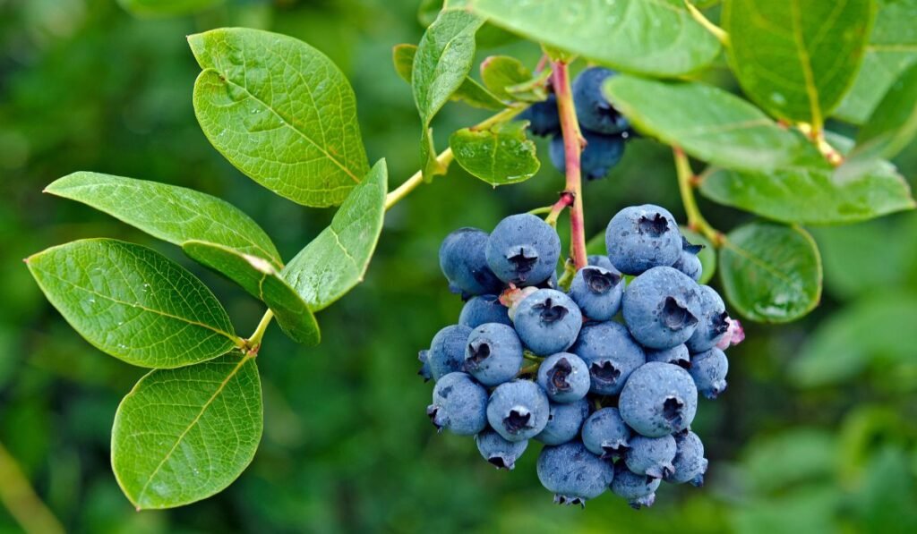 Other Fruits For Ducks