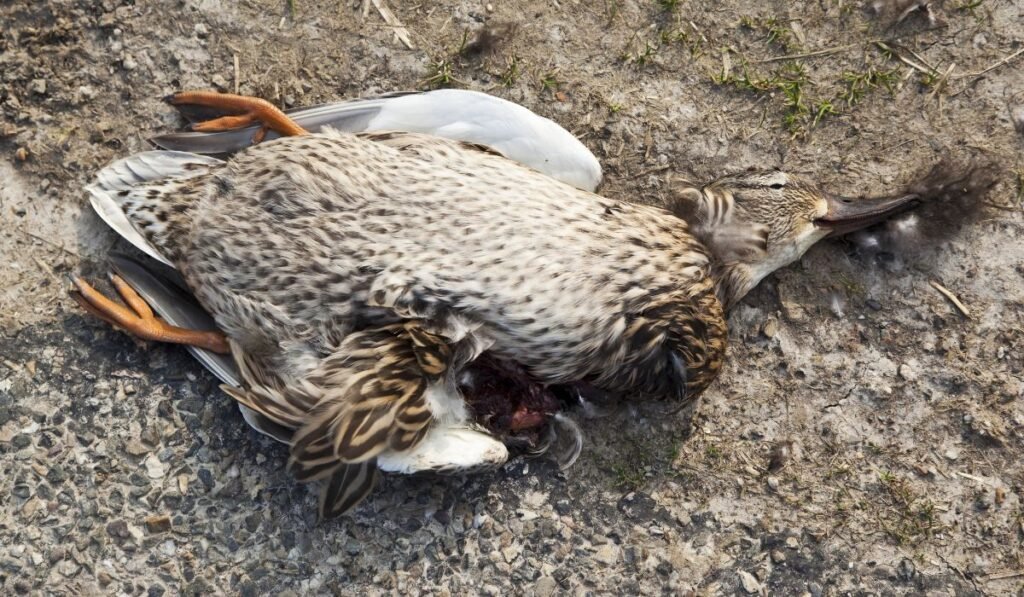 Can Avocados Kill Ducks?