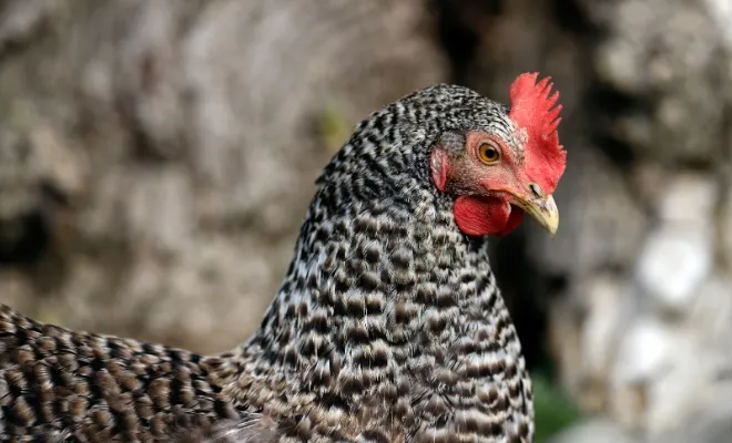 Deathlayer Chicken Breed: A Rare Poultry Variety!