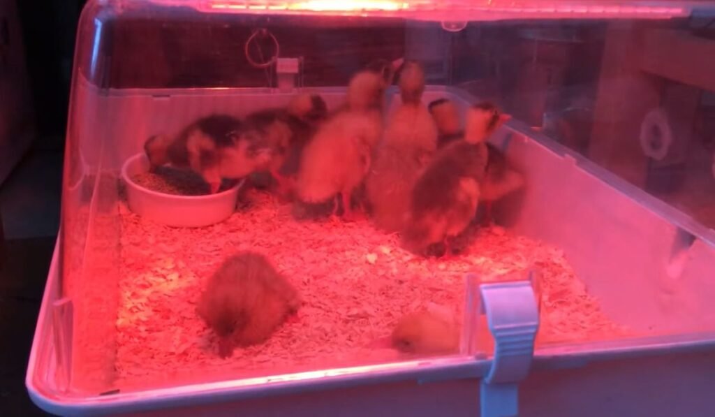 Do Baby Ducks Need Heat Lamps in Even Summer