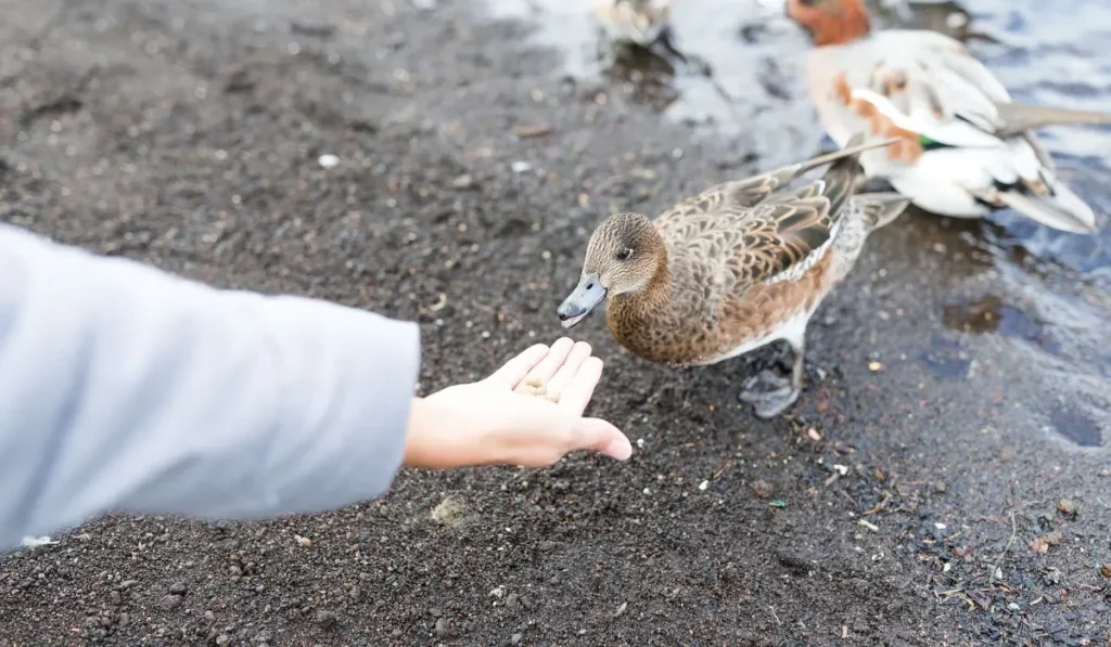 Duck To Imprint On You