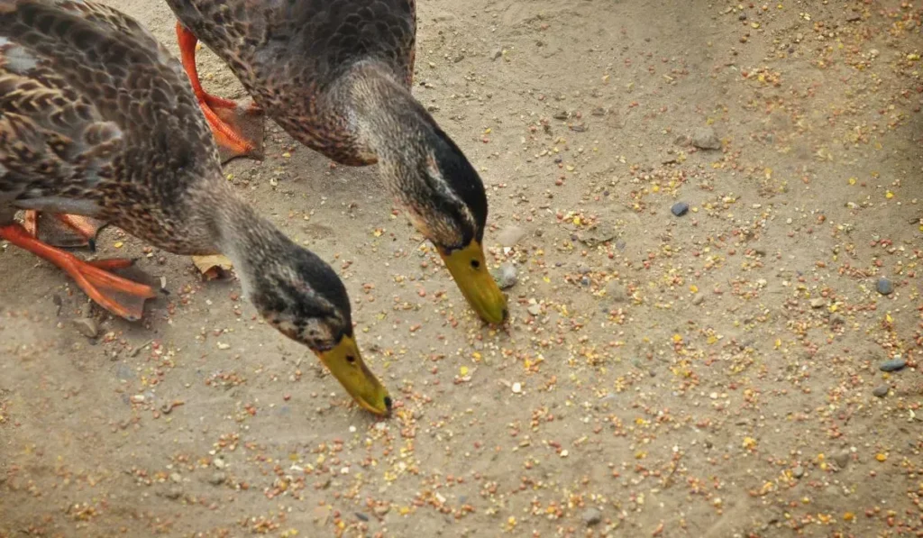 Ducks Eat Bird Seed