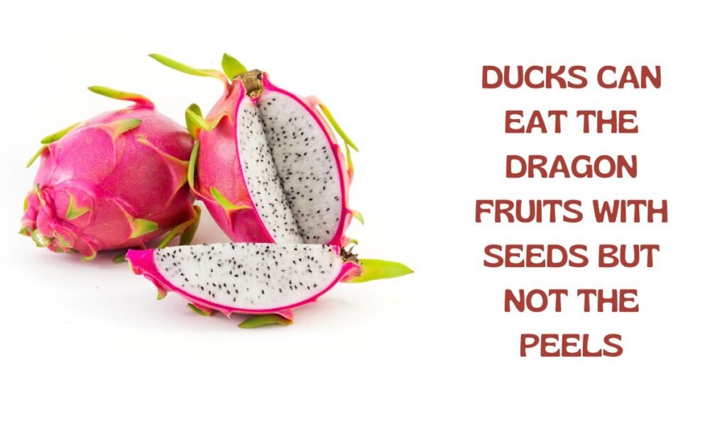 Ducks Eat Dragon Fruits