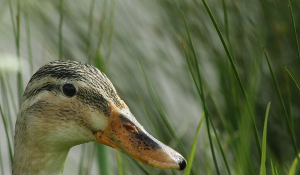Ducks Get Marek's Disease