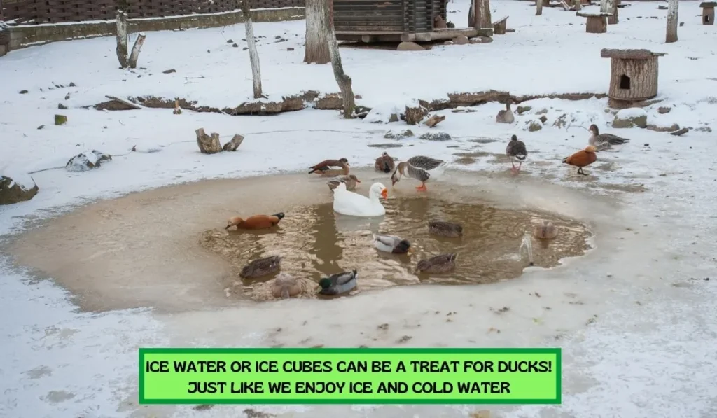 Ducks Like Ice Water